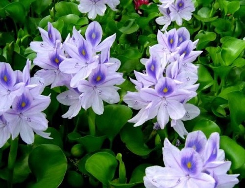 Ảnh nhận dạng 1